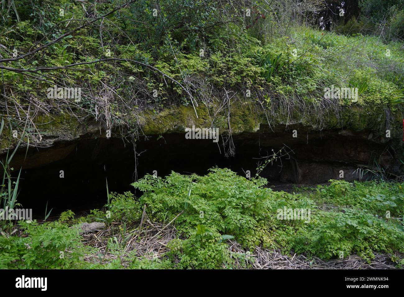 Cave entrance in the rock in the forest. Stock Photo