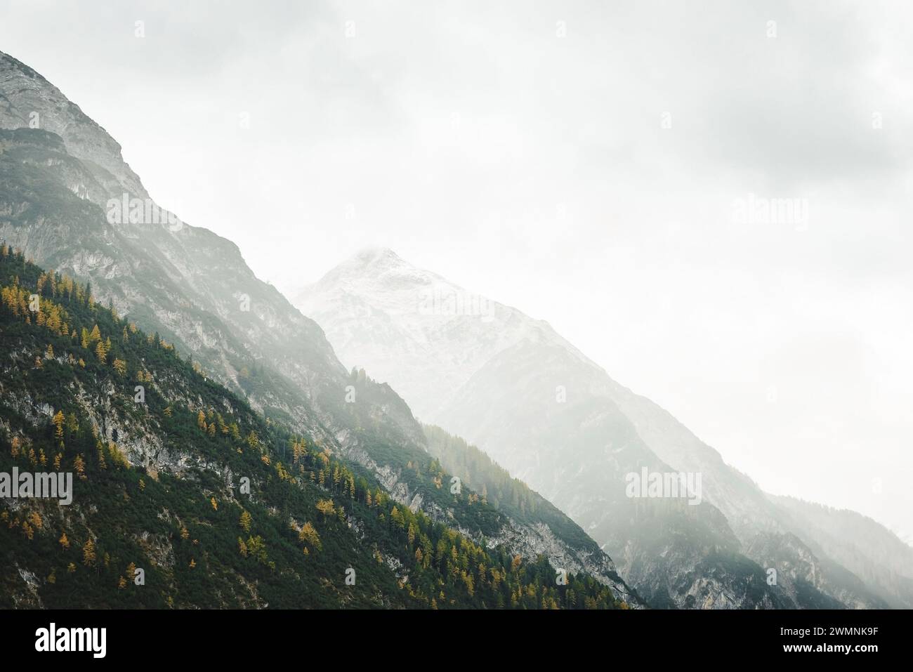Cloud forest covered in mist hi-res stock photography and images - Alamy