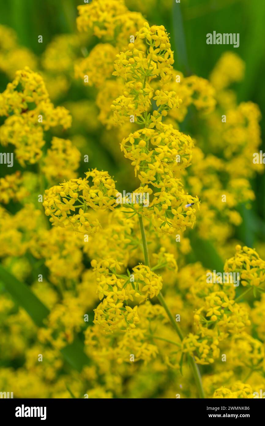 Galium verum, lady's bedstraw or yellow bedstraw low scrambling plant, leaves broad, shiny dark green, hairy underneath, flowers yellow and produced i Stock Photo