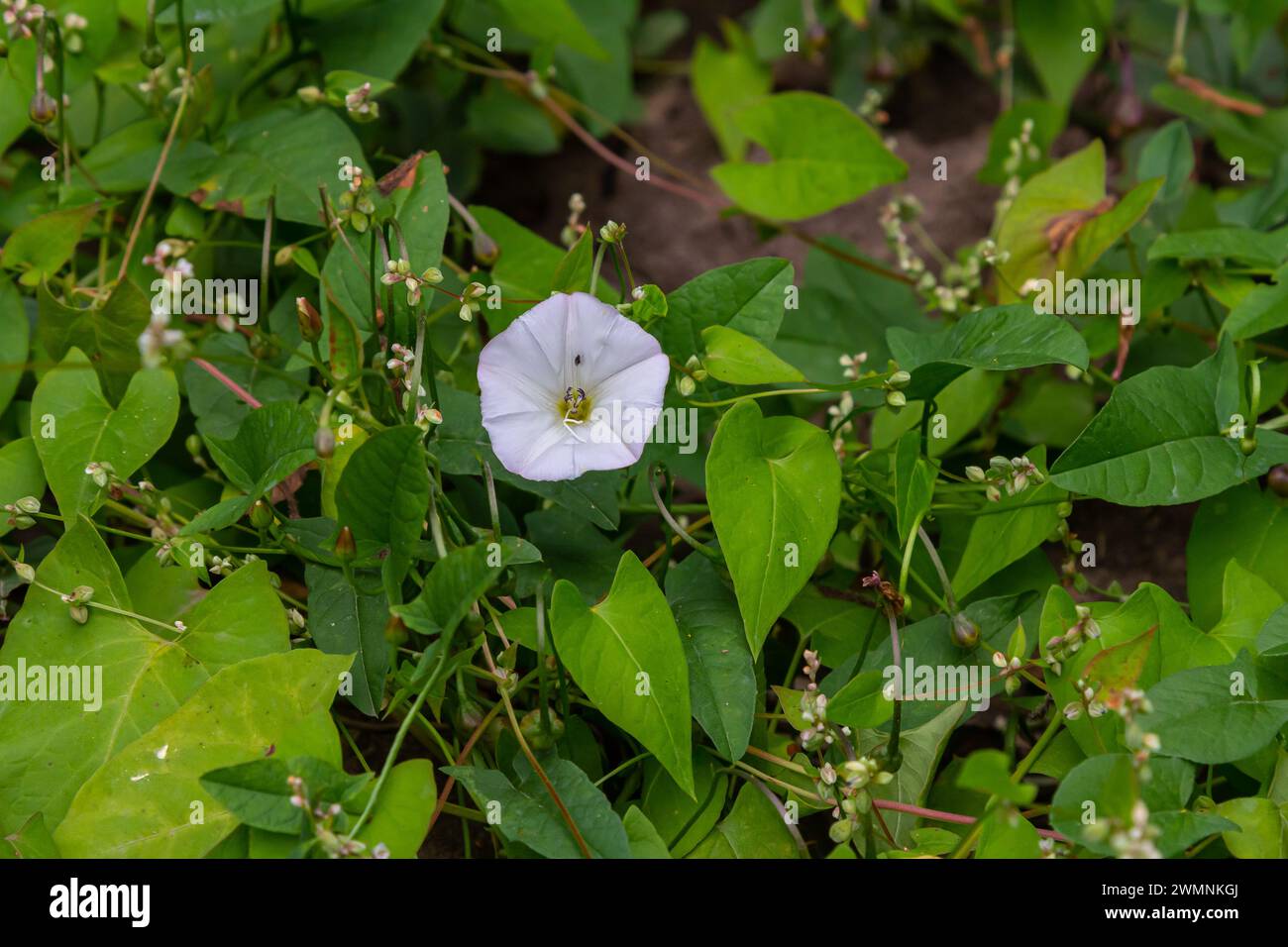 Field bindweed or Convolvulus arvensis European bindweed Creeping Jenny Possession vine herbaceous perennial plant with open and closed white flowers Stock Photo