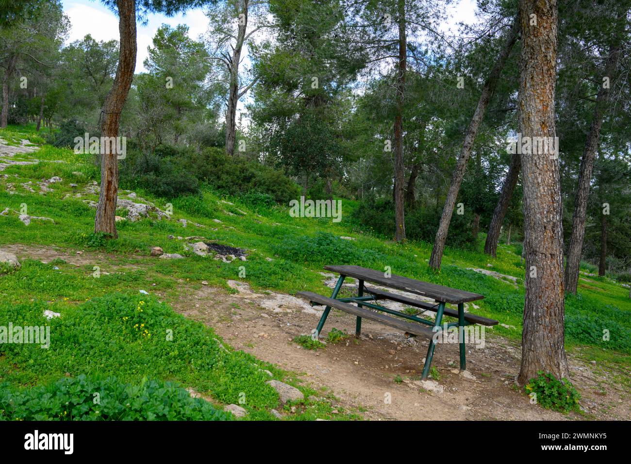 wooden picnic table in a pine forest Photographed in the Jerusalem Hills, near Beit Shemesh, Israel in February Stock Photo