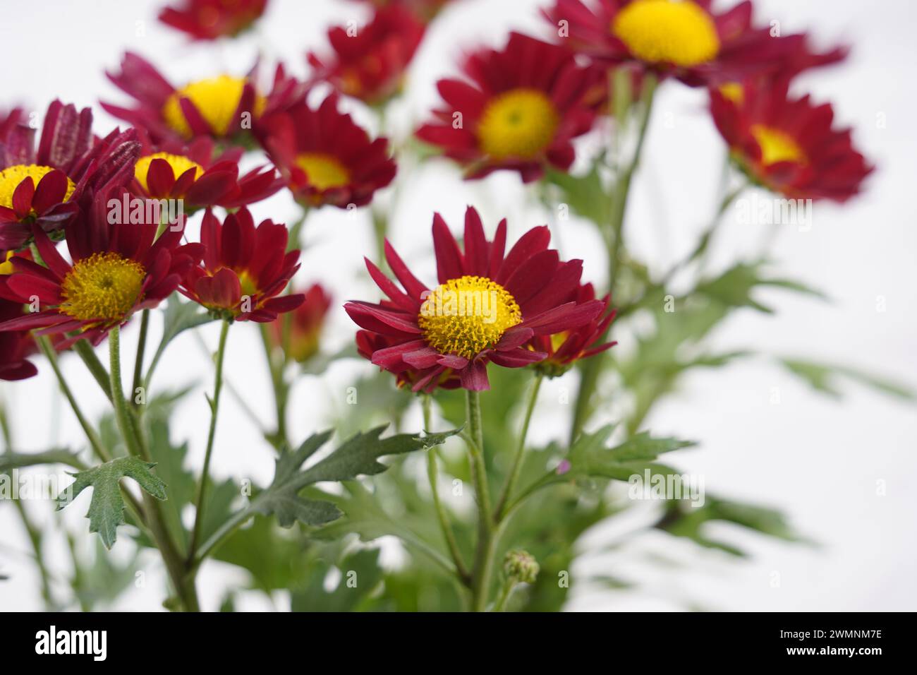 Red and Yellow-orange chrysanthemums. Beautiful bright chrysanthemums bloom in autumn in the garden Stock Photo