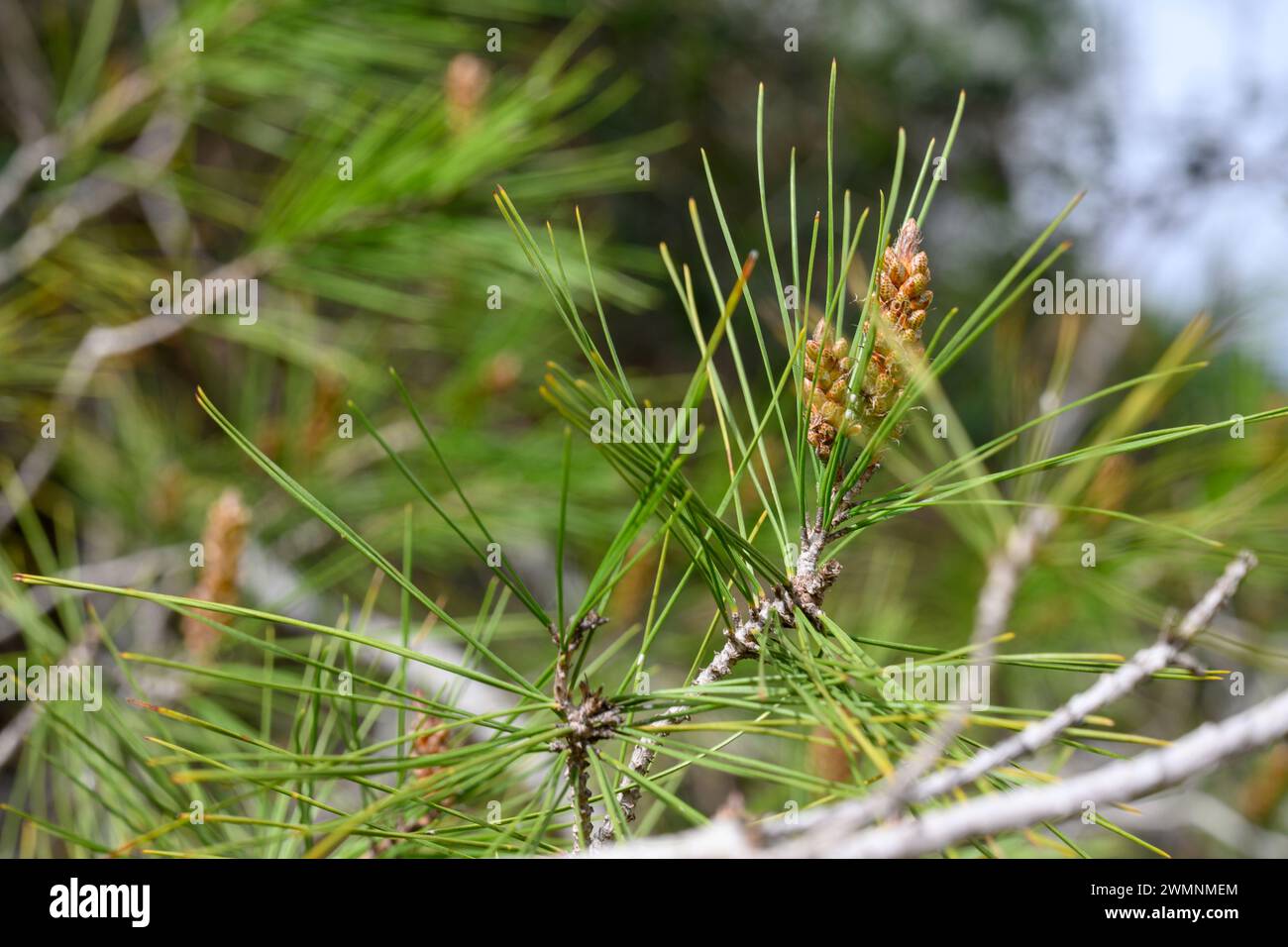 male reproduction organs of a Jerusalem Pine Tree Or Aleppo Pine (Pinus halepensis) Photographed in the Jerusalem Hills, near Beit Shemesh, Israel Stock Photo