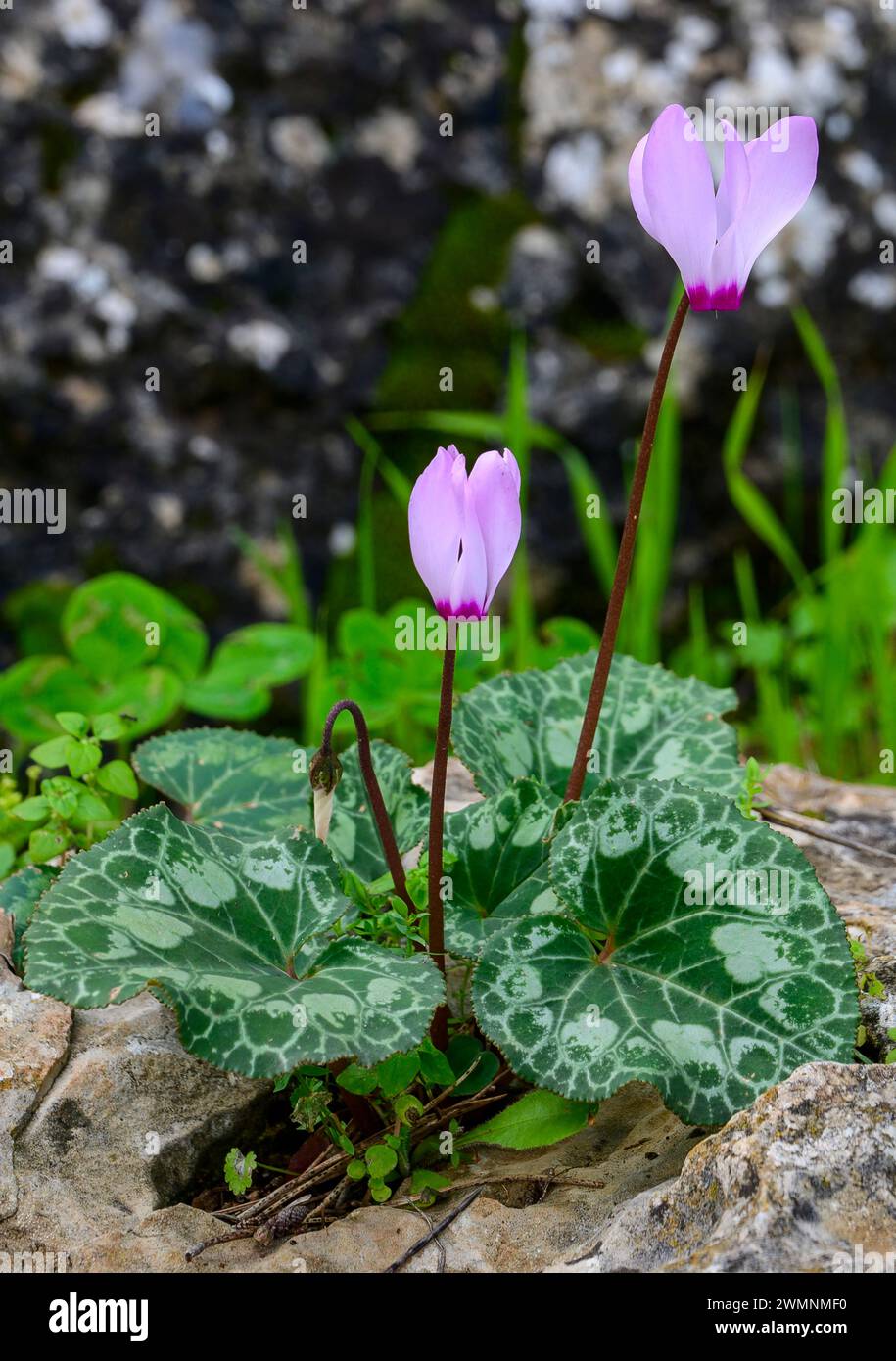 Flowering Persian Violets (Cyclamen persicum). الراعي, Photographed in the pine tree forest in Israel Stock Photo