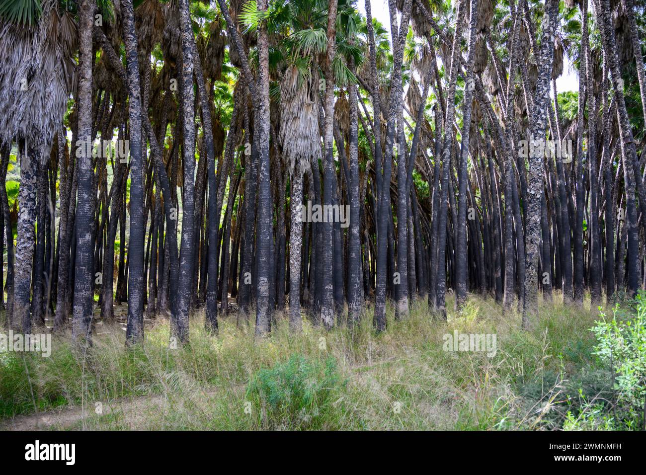Abandoned Washingtonia palm plantation. a forest fire has damaged the tree trunks and inconsiderate hikers have carved their names into the tree trunk Stock Photo