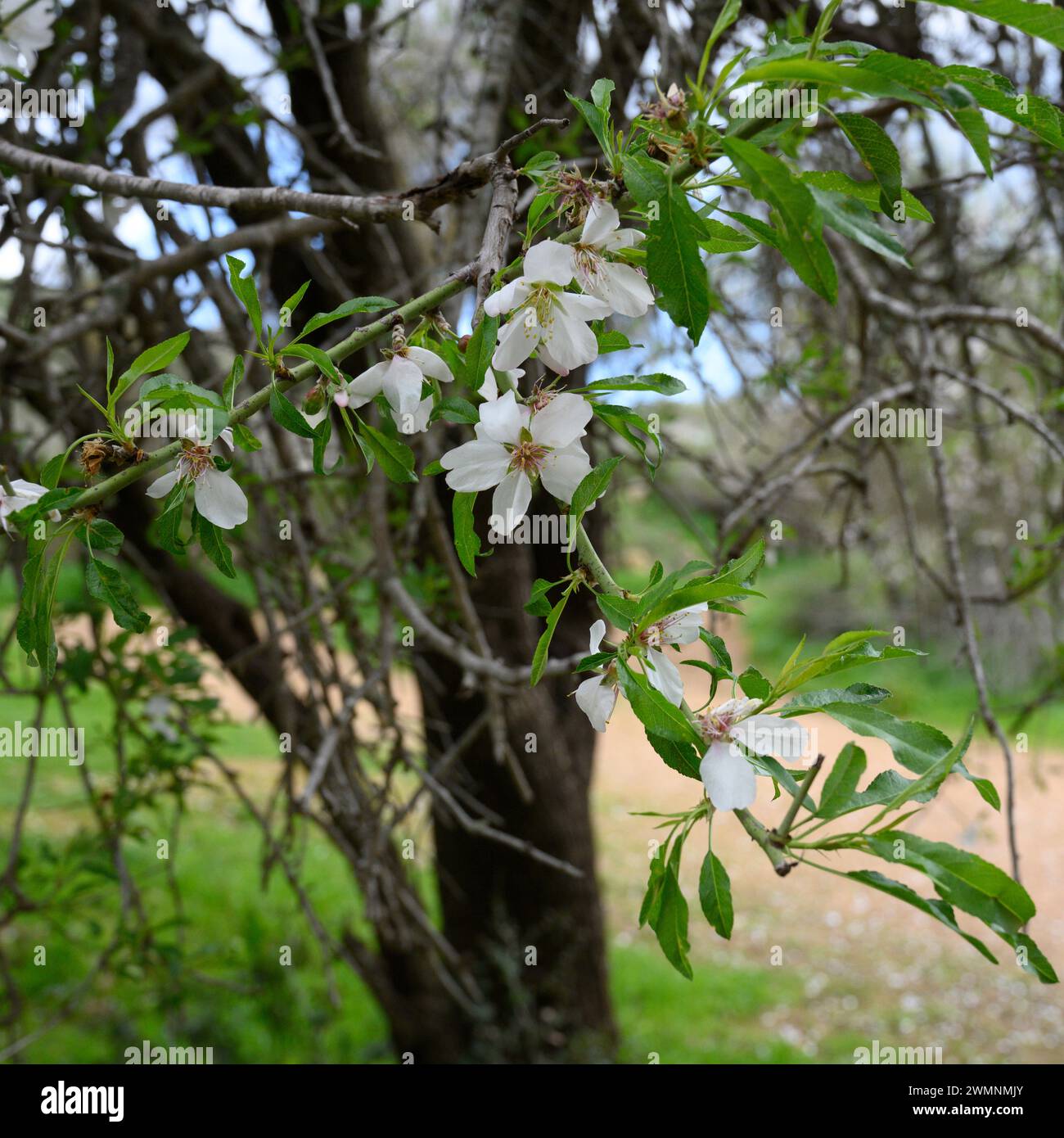Almond blossoms close up Photographed in The Jerusalem Hills in
