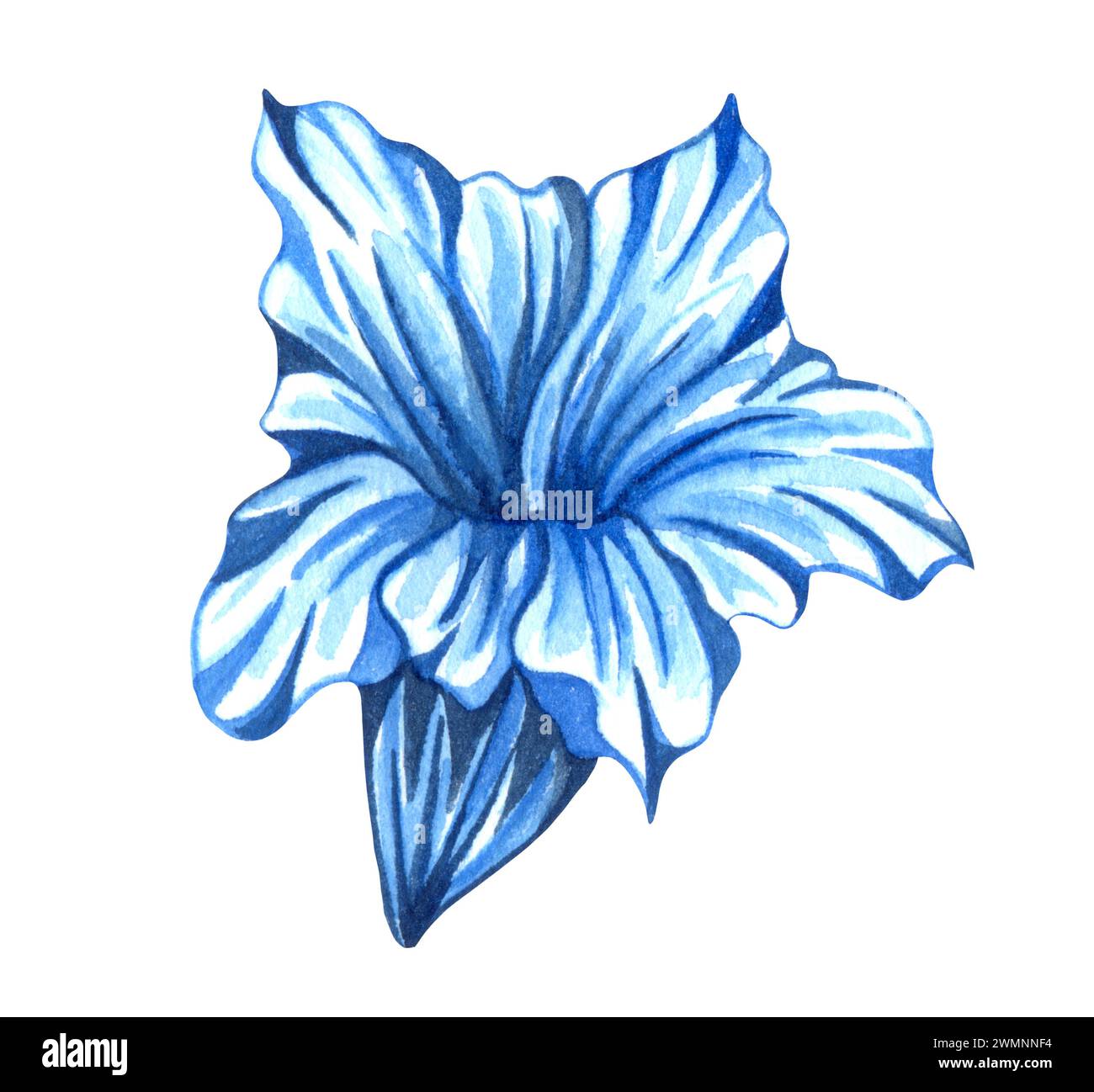 Alpine mountain flowers - Gentian flower. Watercolor hand drawn