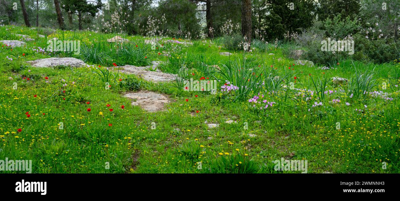 Flowering spring meadow, in a pine tree forest with lush green foliage and an assortment of wildflowers Photographed in the Jerusalem Hills Stock Photo