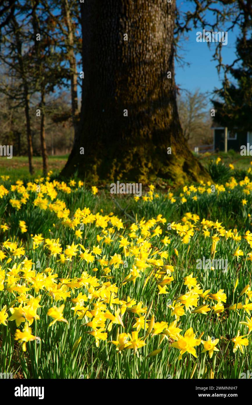 Daffodils with Garry oak, EE Wilson Wildlife Area, Oregon Stock Photo