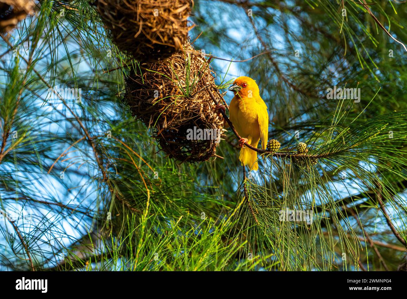 Weaver bird nest building The eastern golden weaver (Ploceus subaureus