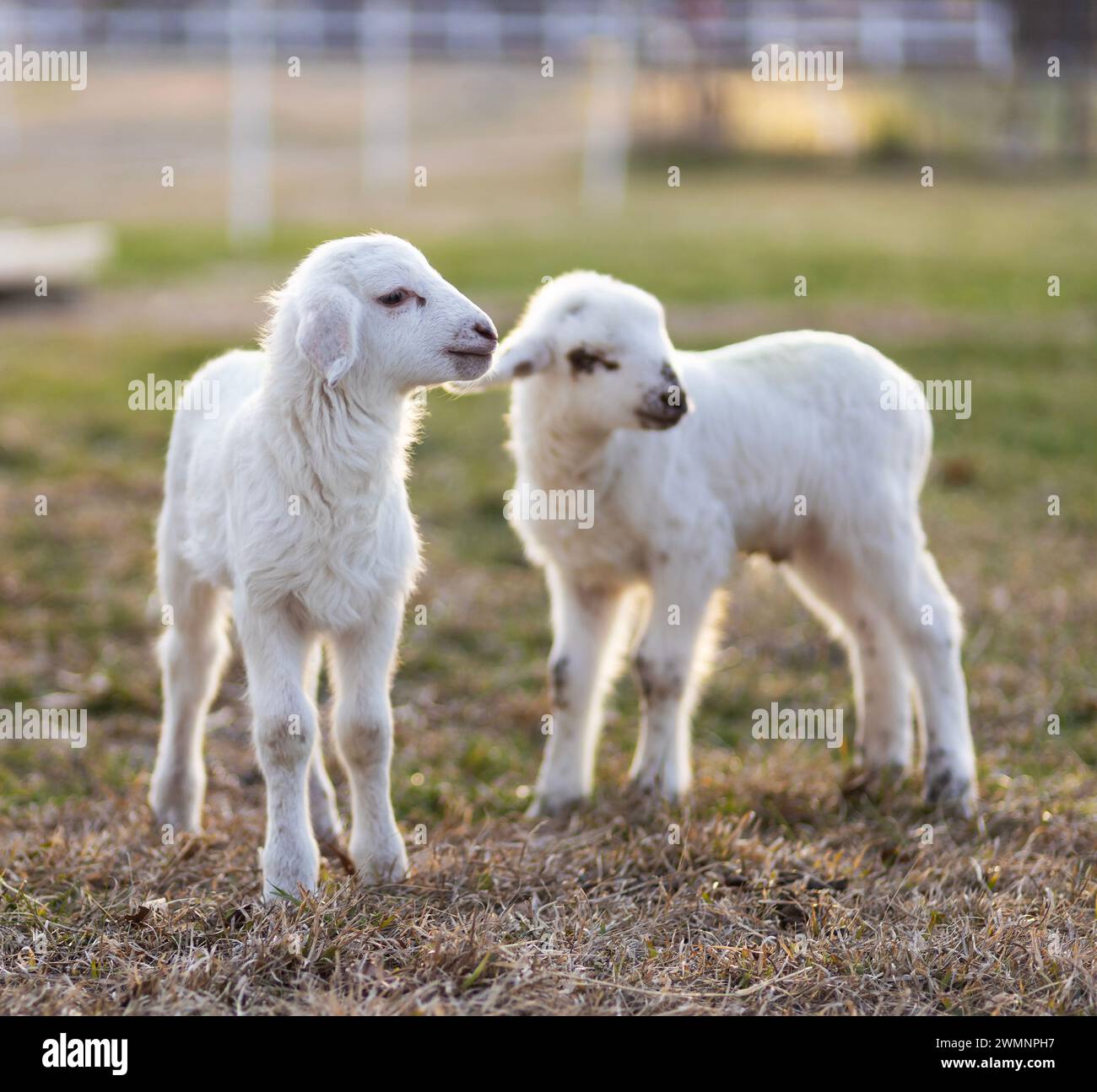 Lambs In Paddock Two Katahdin sheep lambs out on a grassy paddock in North Carolina ...