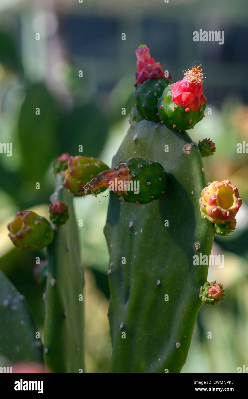 Red blossom and unripe fruit of an Opuntia cochenillifera [Cochineal Cactus, Cochineal Nopal Cactus, Cochineal Opuntia, Nopal Cactus, Prickly Pear Syn Stock Photo
