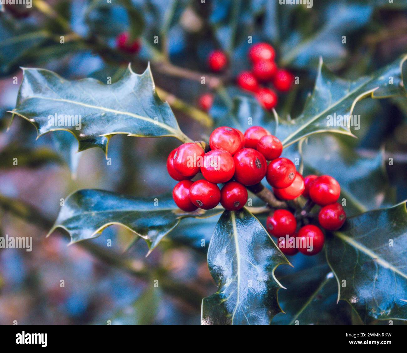 Holly bush flowers hi-res stock photography and images - Alamy