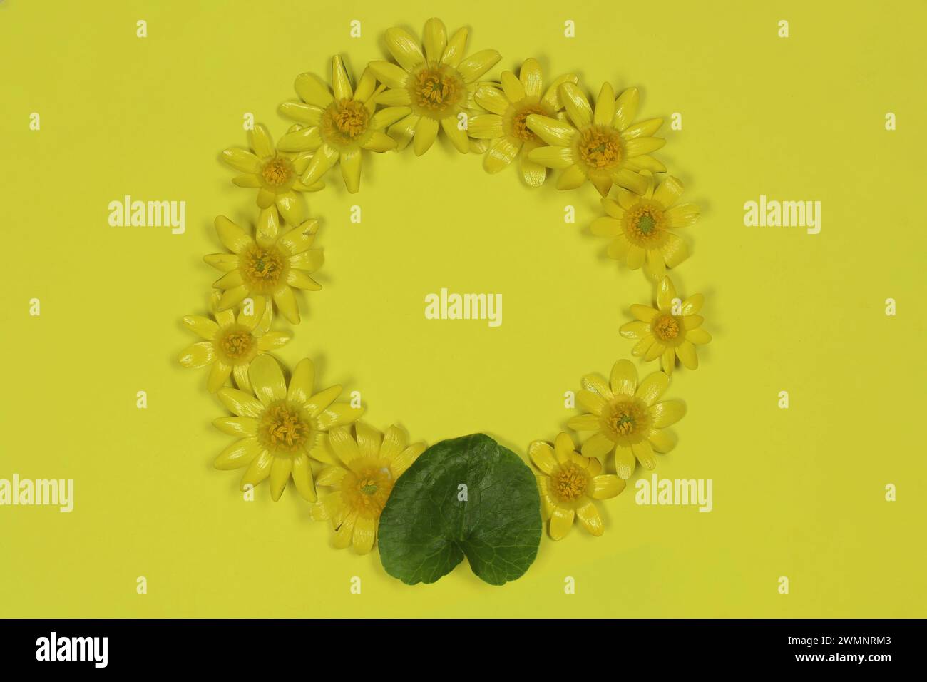 Circle shaped lesser celandine (Ranunculus ficaria) flowers with green leaves isolated on yellow background. Space for text, top view. Stock Photo