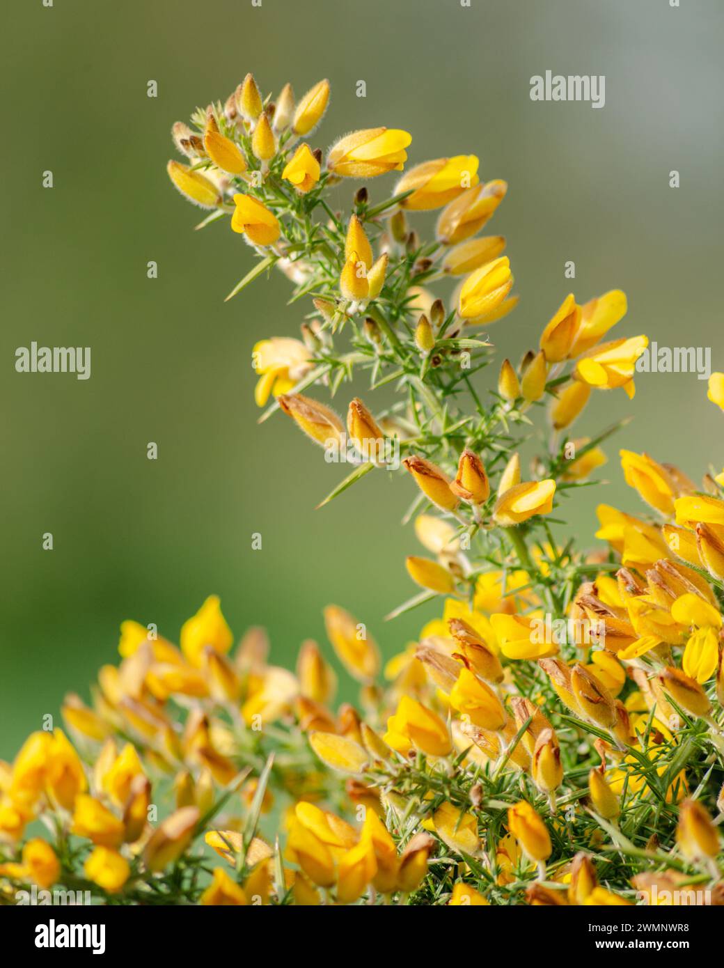 Common Gorse flowering Stock Photo
