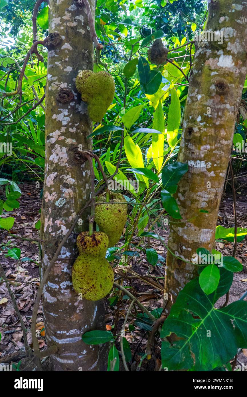 The jackfruit is the fruit of jack tree Artocarpus heterophyllus, a species of tree in the fig, mulberry, and breadfruit family. The jackfruit is the Stock Photo