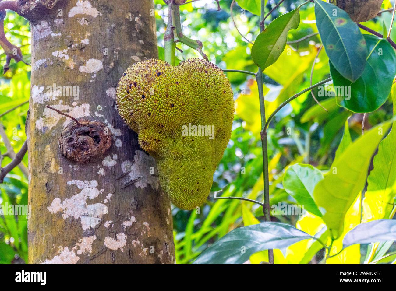 The jackfruit is the fruit of jack tree Artocarpus heterophyllus, a species of tree in the fig, mulberry, and breadfruit family. The jackfruit is the Stock Photo