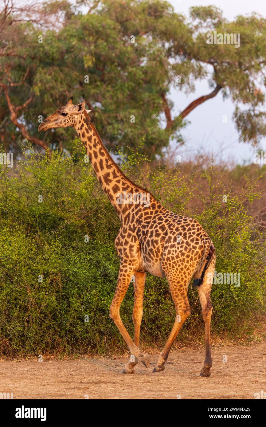 A female Thornicroft's giraffe (Giraffa camelopardalis thornicrofti) about to give birth in South Luangwa National Park in Zambia, Southern Africa Stock Photo