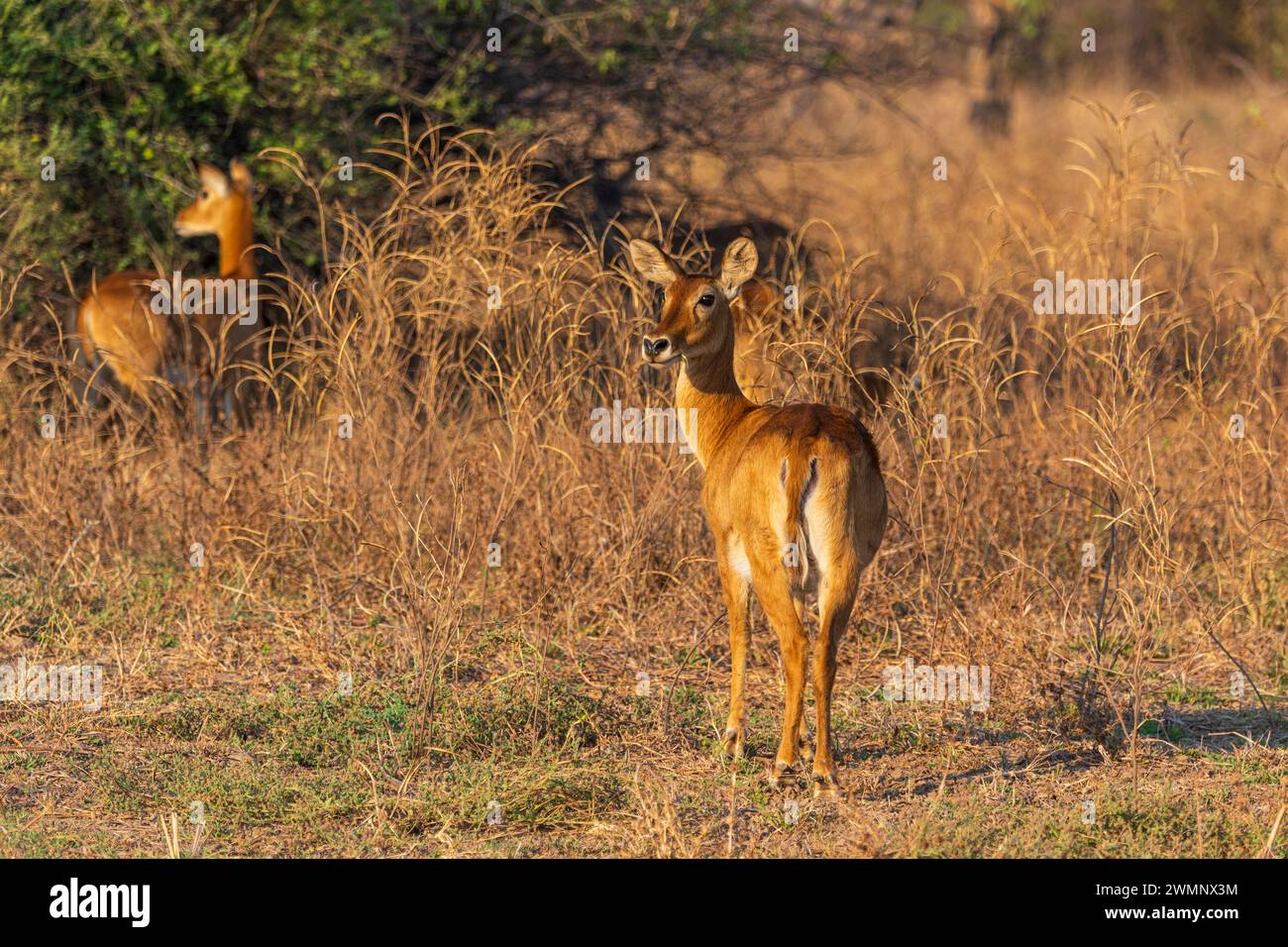 Female puku (Kobus vardonii) standing in grassland in South Luangwa National Park in Zambia, Southern Africa Stock Photo