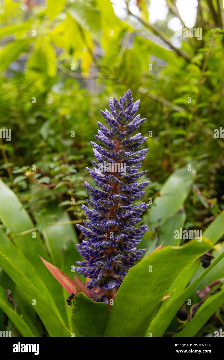 flowers and foliage of Aechmea Bromeliad plant common names include Urn Plant and Dwarf Blue Tango Bromeliad Photographed in Big Island, Hawaii Stock Photo