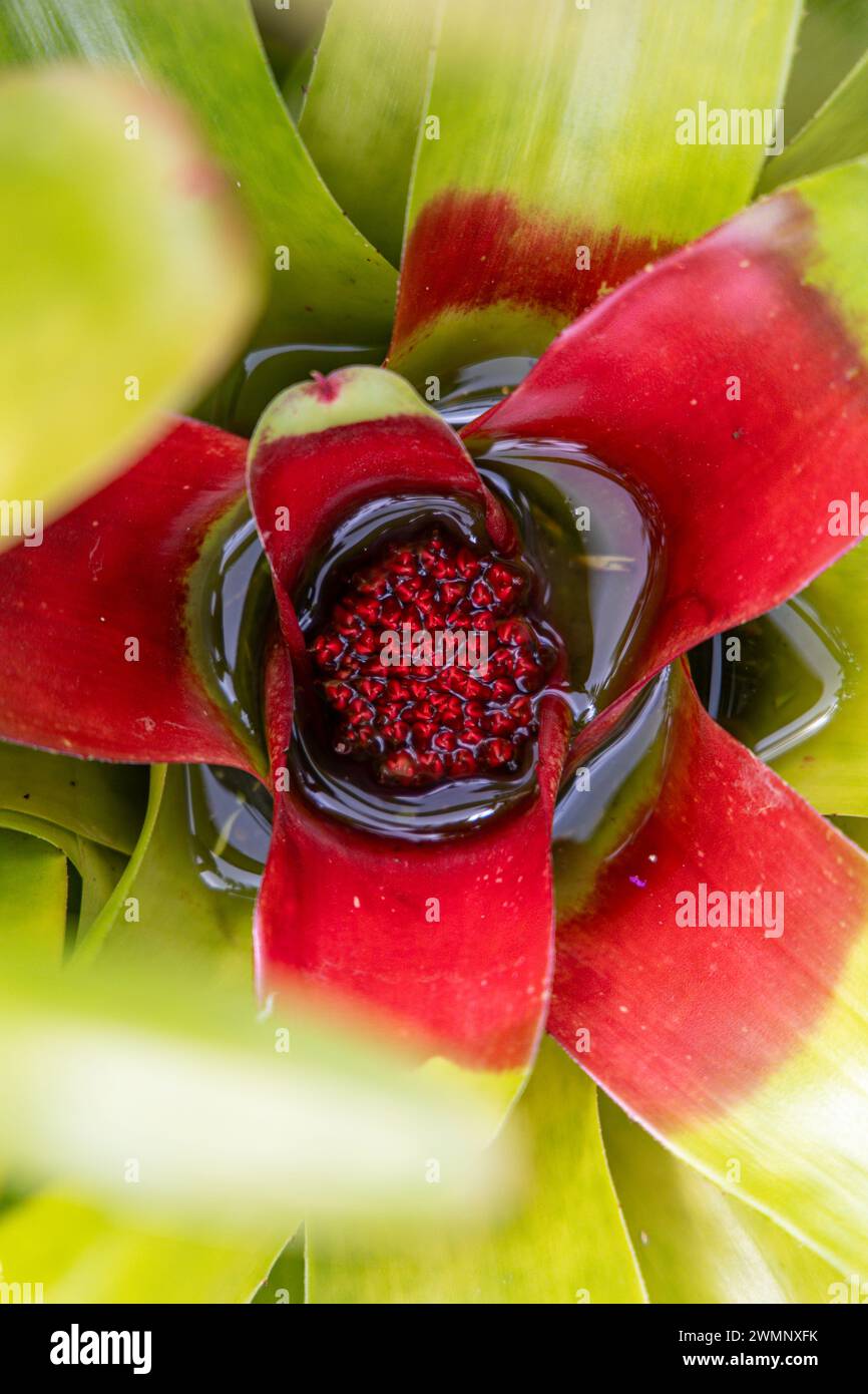 Blushing bromeliad (Neoregelia carolinae) plant in blossom. Big Island, Hawaii Stock Photo