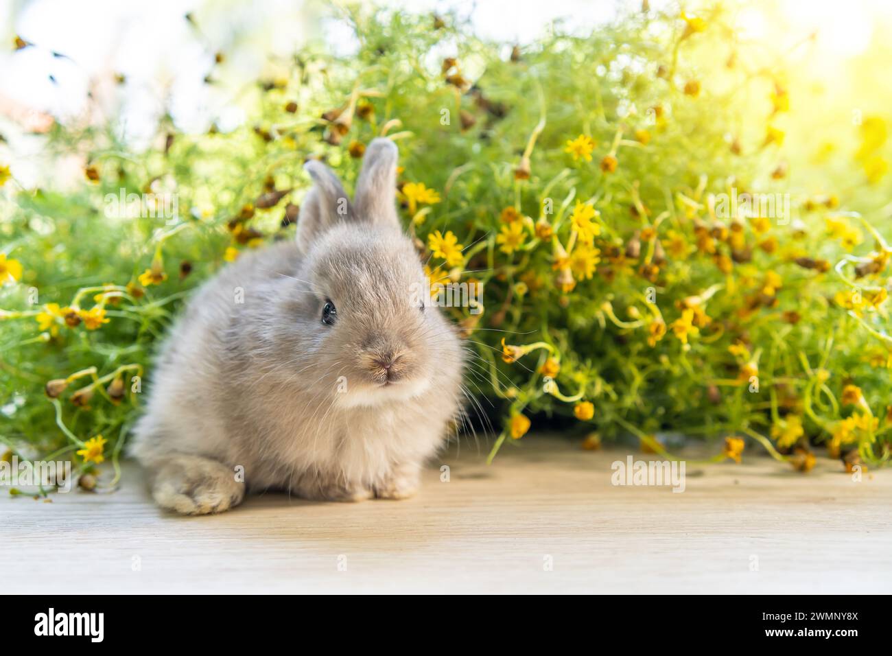 A tiny bunny sits amidst blooming flora and greenery. Stock Photo