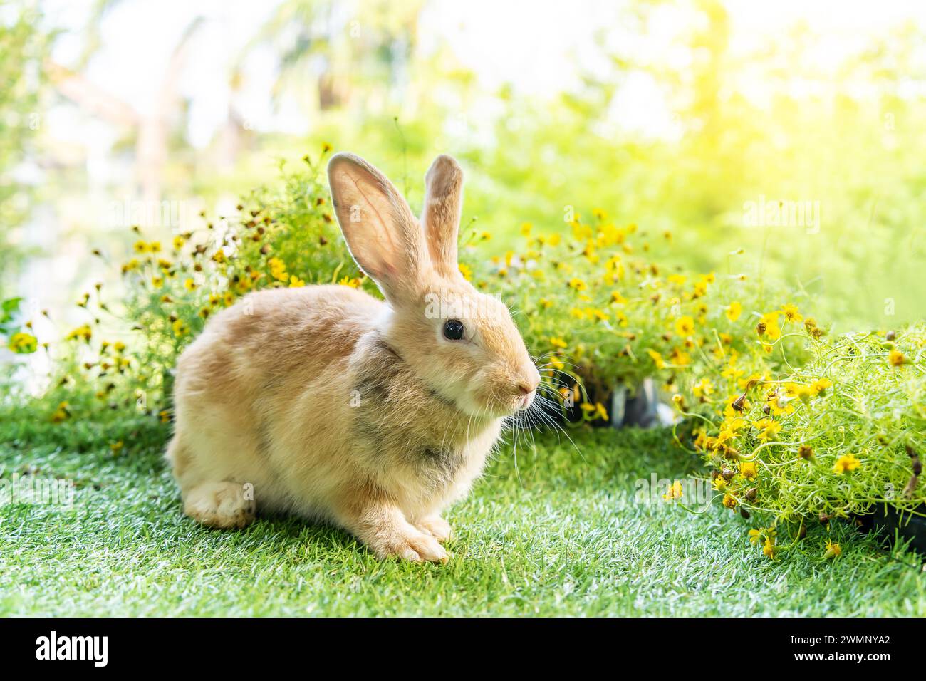A tiny bunny sits amidst blooming flora and greenery. Stock Photo