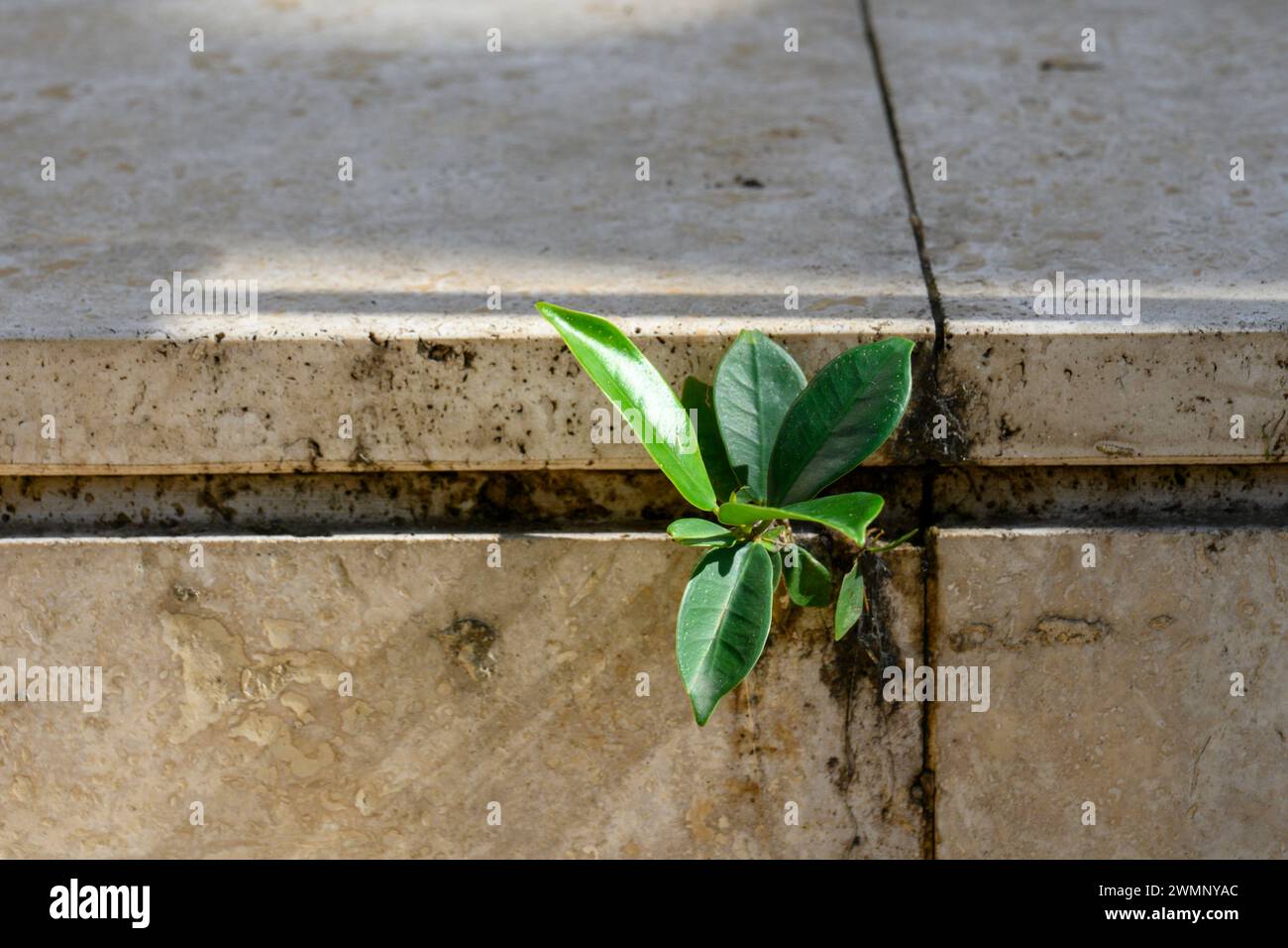 Struggle and Survival concept plant grows out of a crack in the wall Stock Photo