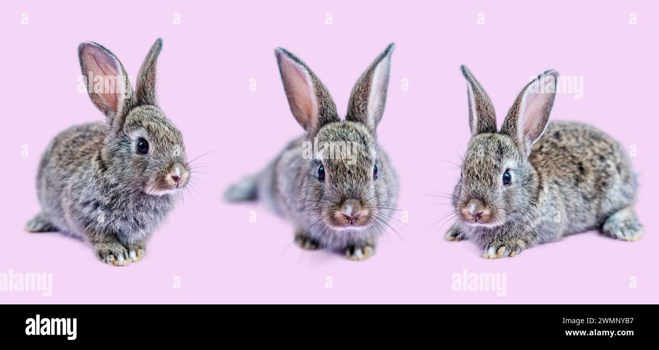 Three Ear Rabbit Three bunnies with short ears on pink background sitting in a row Stock ...