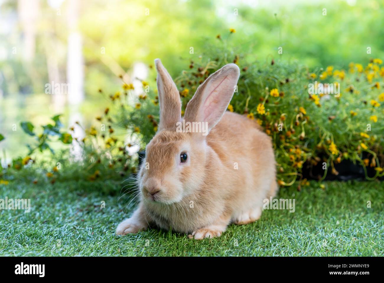 A tiny bunny sits amidst blooming flora and greenery. Stock Photo