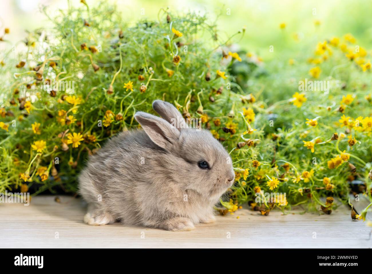 A tiny bunny sits amidst blooming flora and greenery. Stock Photo