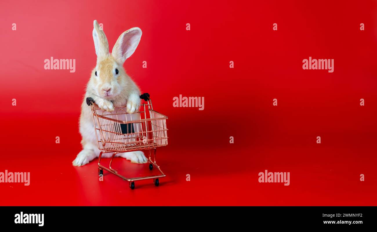 A tiny rabbit perched on a wire cart, using its front paws. Stock Photo