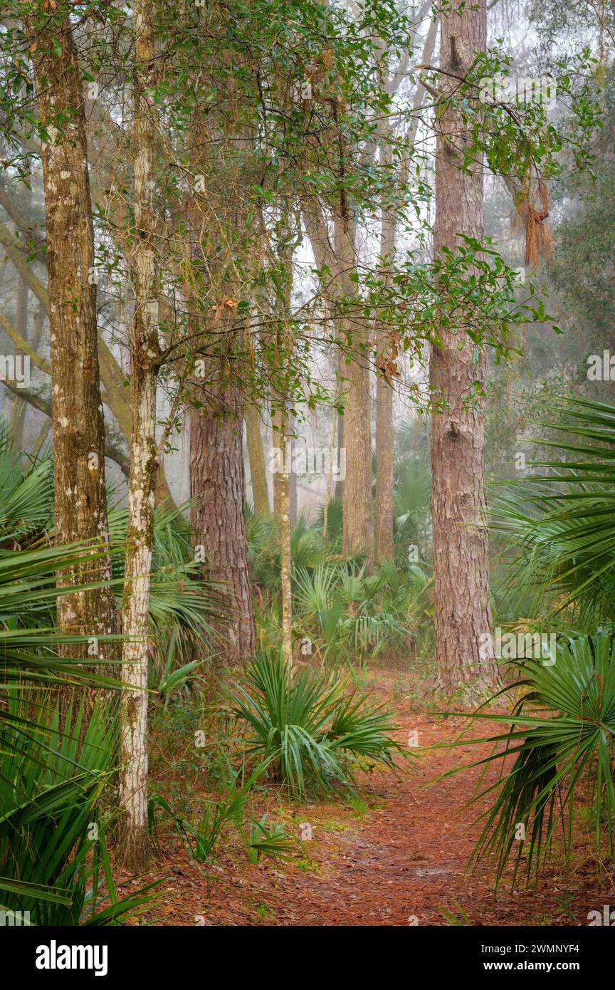 Forest trail with forest and palm leaves at Paynes Prairie Preserve State Park, Florida, USA. Stock Photo