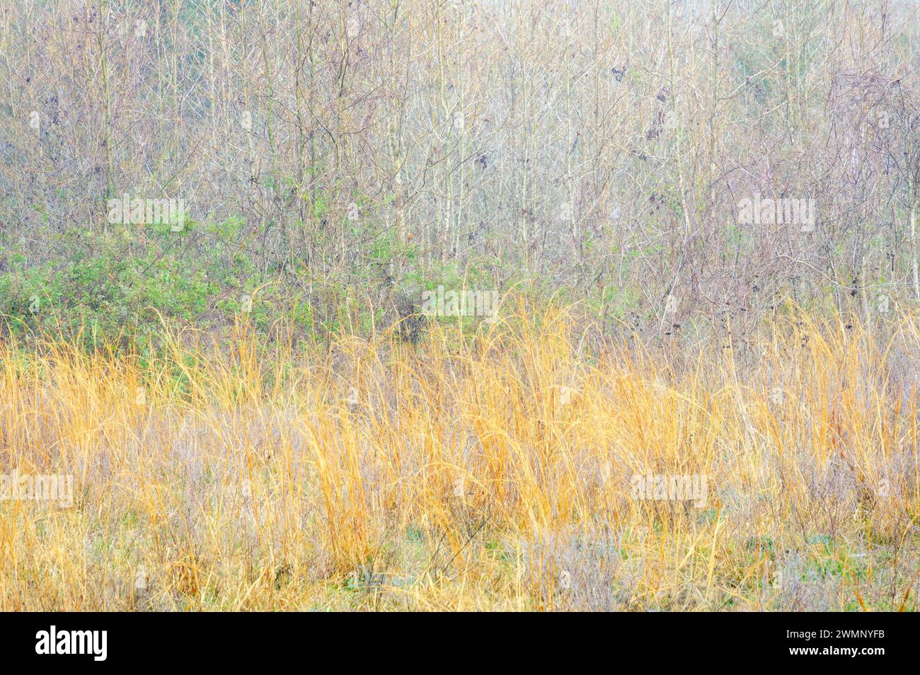 Abstract image colorful prairie grass and twigs, Paynes Prairie Preserve State Park, Florida, USA. Stock Photo