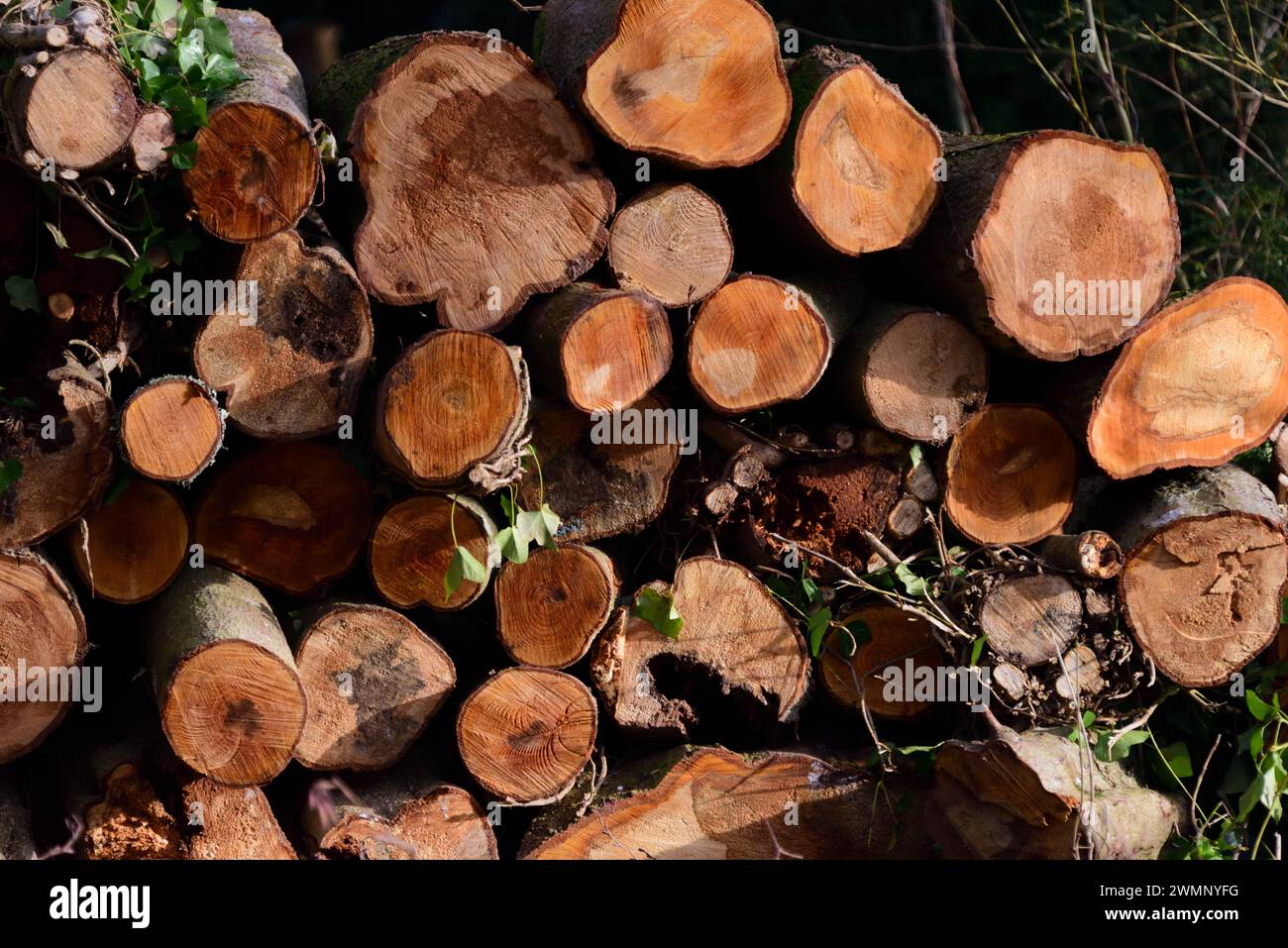 A pile of logs. Stock Photo