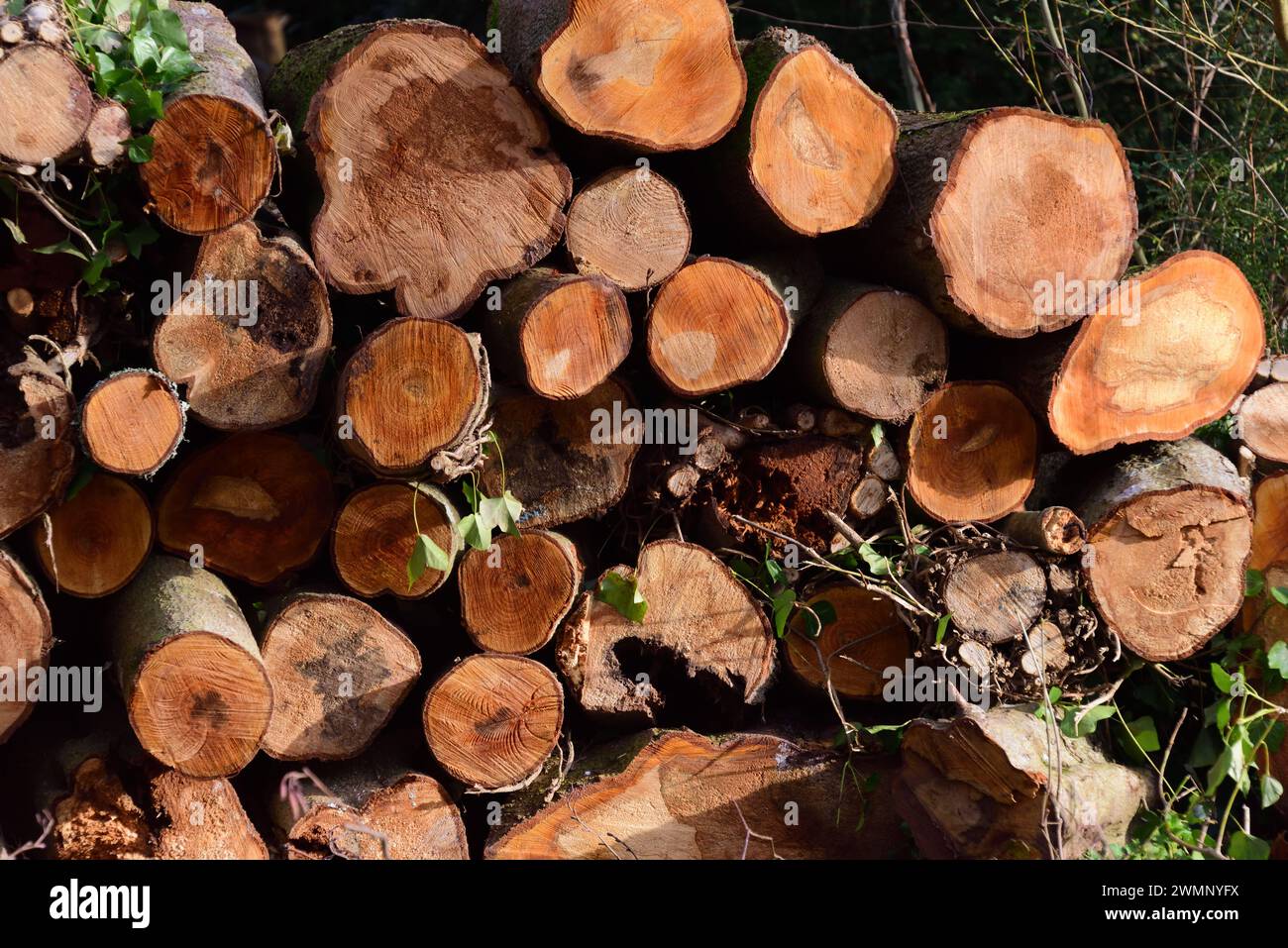 A pile of logs. Stock Photo