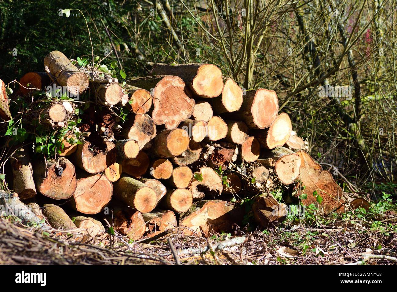 A pile of logs. Stock Photo
