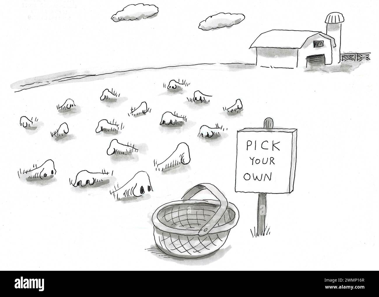 BW cartoon of many noses growing from the ground at the farm.  The farmstand sign states 'pick your own'. Stock Photo