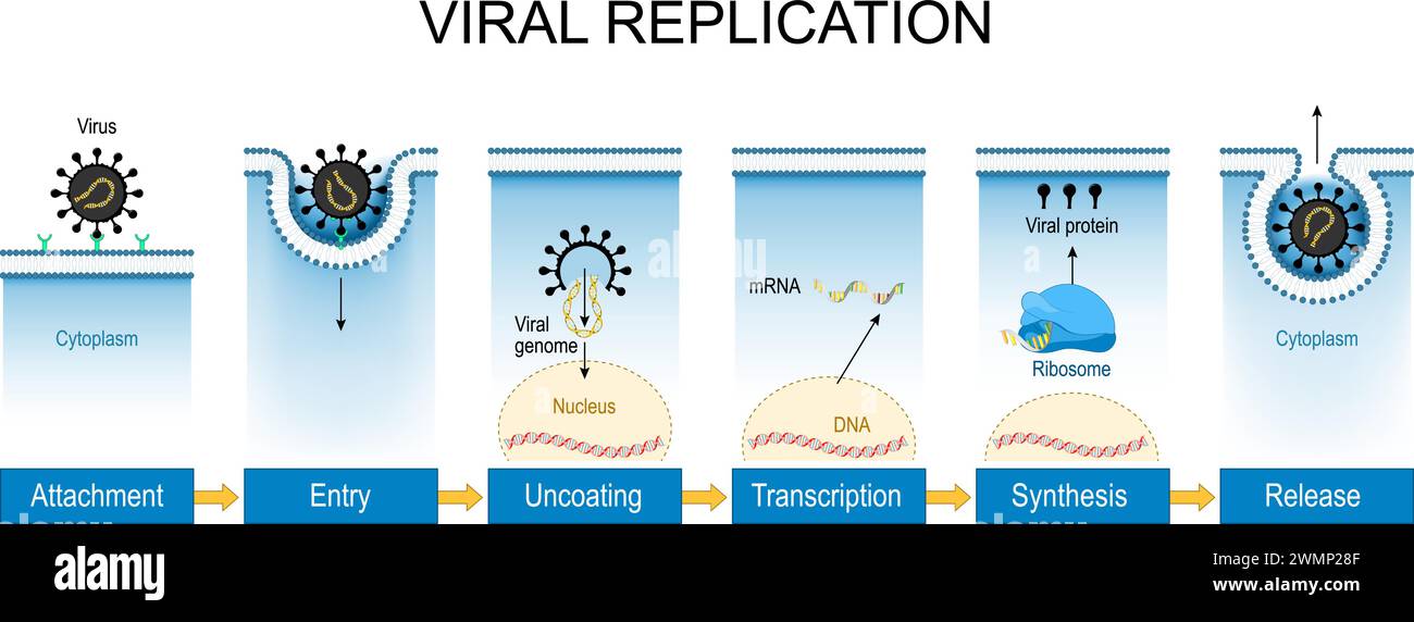Viral replication. Virus life cycle from Attachment, Entry in a cell, and Uncoating to Transcription, mRNA production, Synthesis of virus components a Stock Vector
