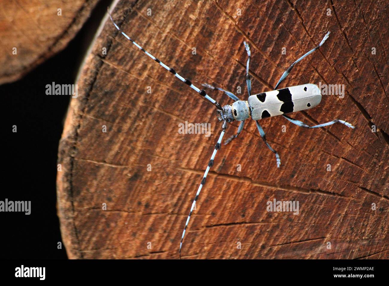 Six legged insect hi-res stock photography and images - Alamy