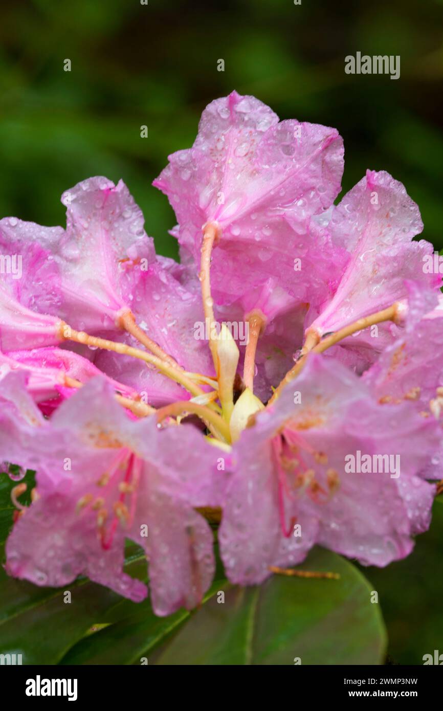 Pacific rhododendron (Rhododendron macrophyllum) along Parrish Lake Trail, Willamette National Forest, Oregon Stock Photo