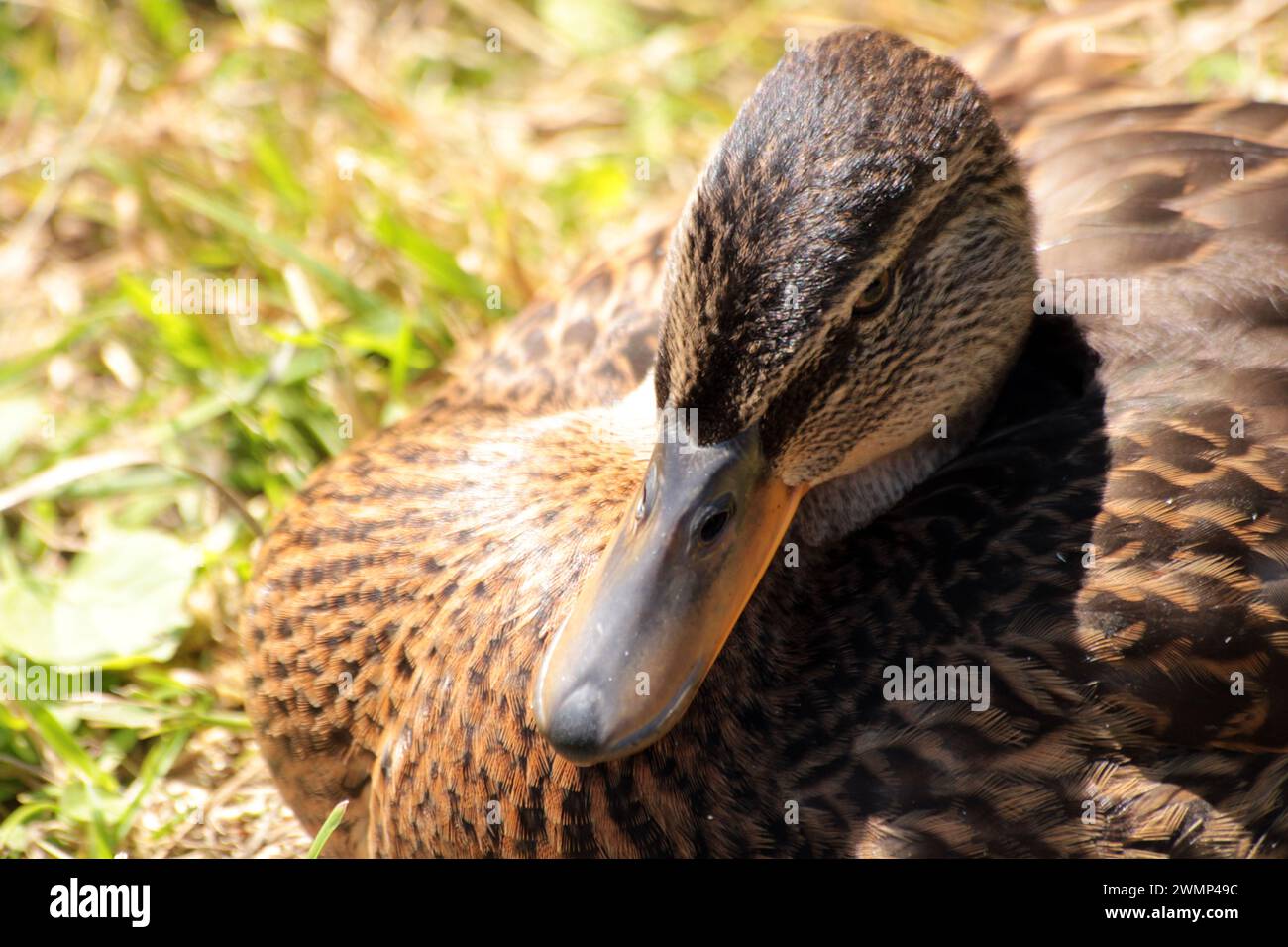 Duck hen hi-res stock photography and images - Alamy