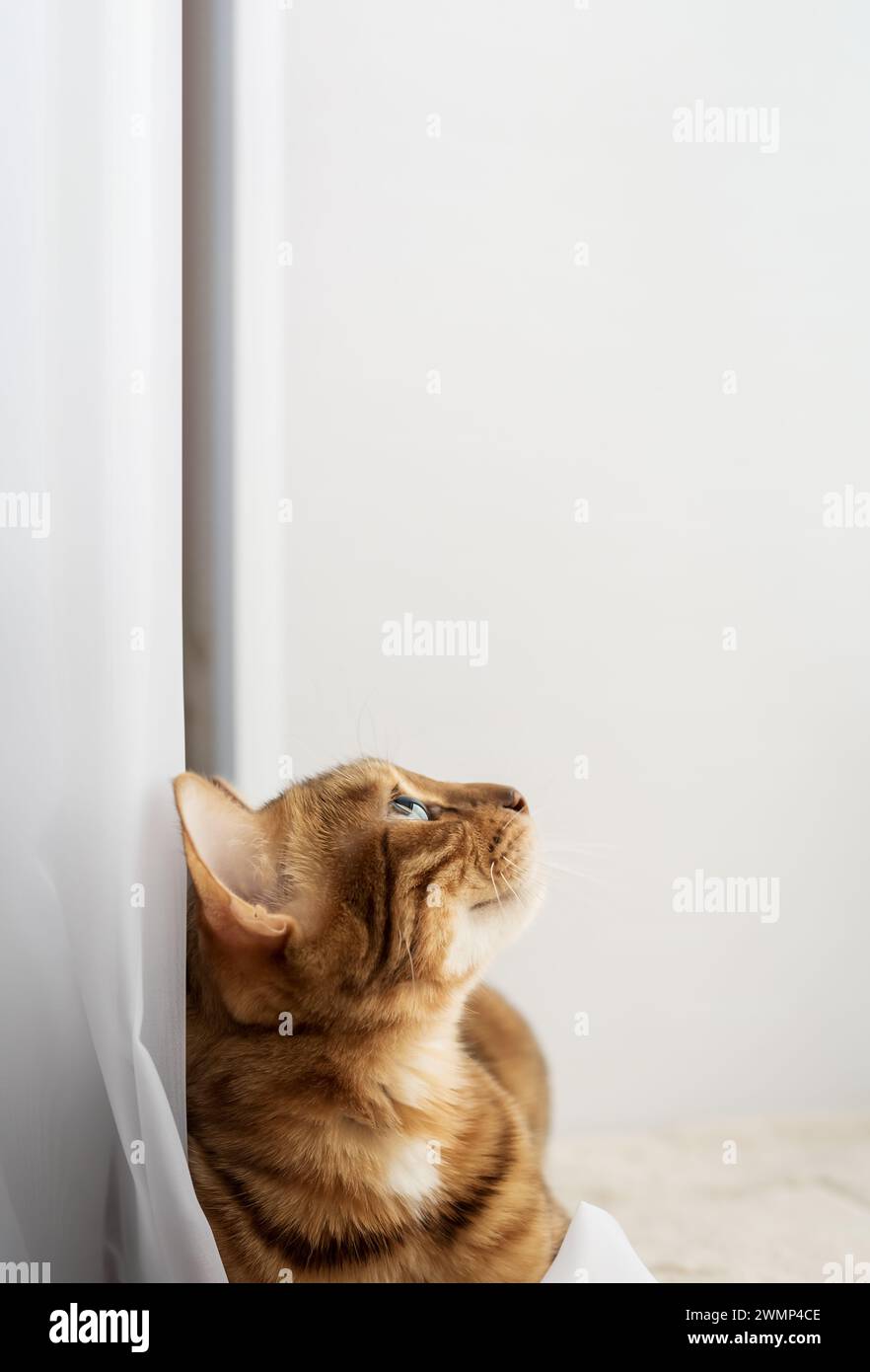 Bengal cat resting on a cat mat. Copy space. Stock Photo