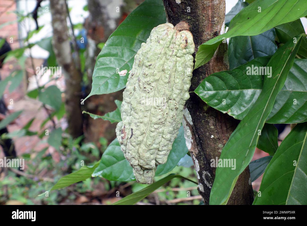 Cocoa Pod growing on a tree near Munnar, Kerala, India Stock Photo