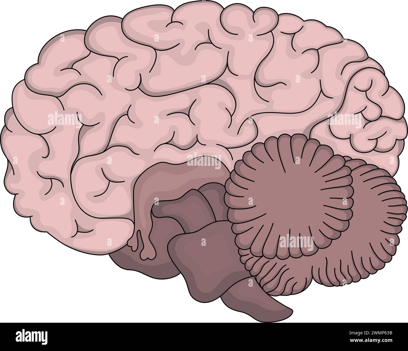 Human brain the structure of the brain stock vector image art alamy