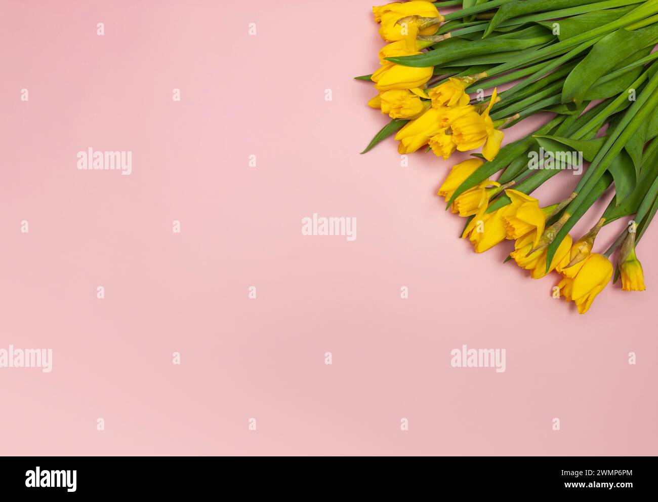 Top view of yellow tulips and daffodils on pink background. Spring ...