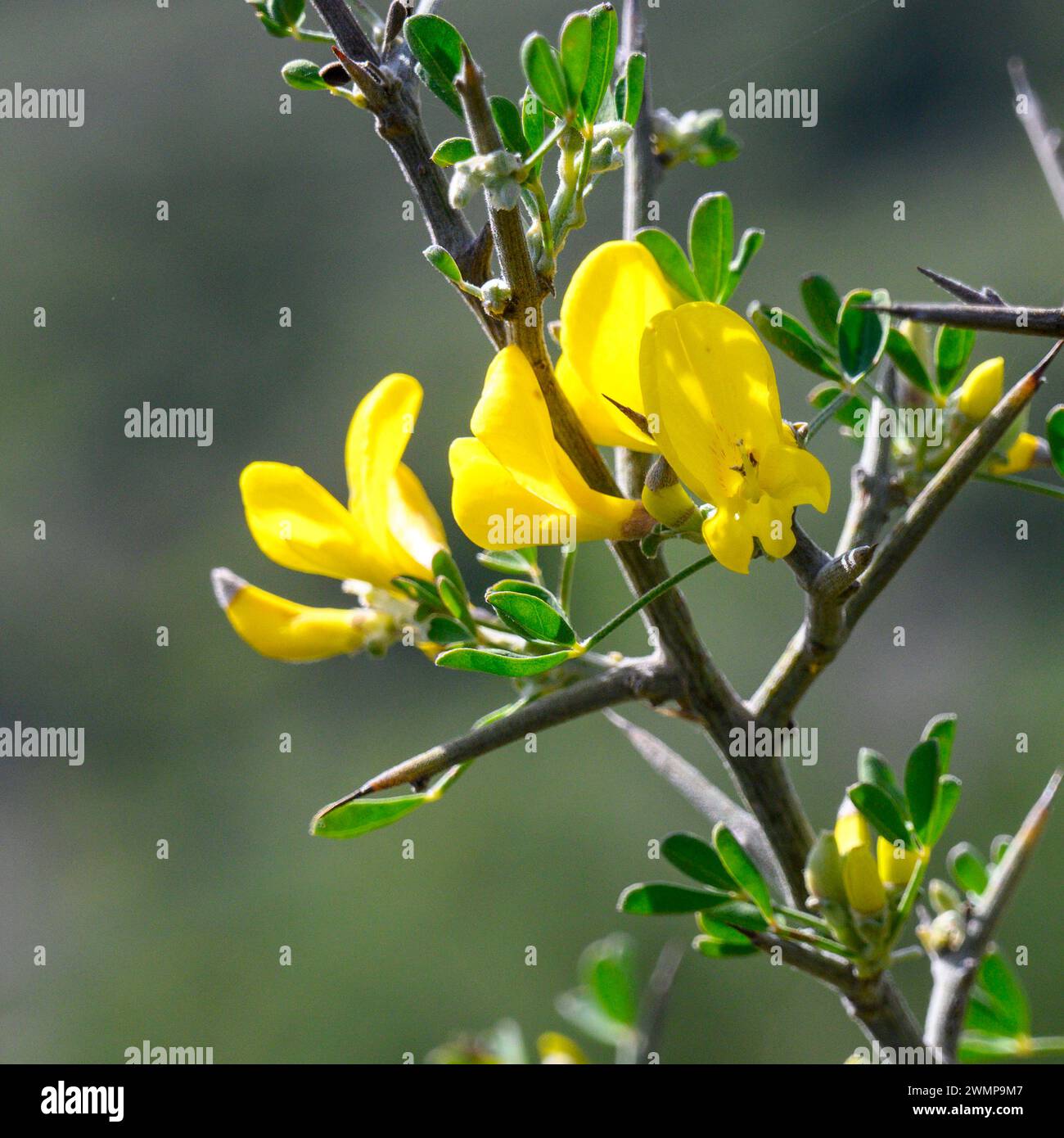 Calicotome villosa, also known as hairy thorny broom and spiny broom, is a small shrubby tree native to the eastern Mediterranean region. Photographed Stock Photo
