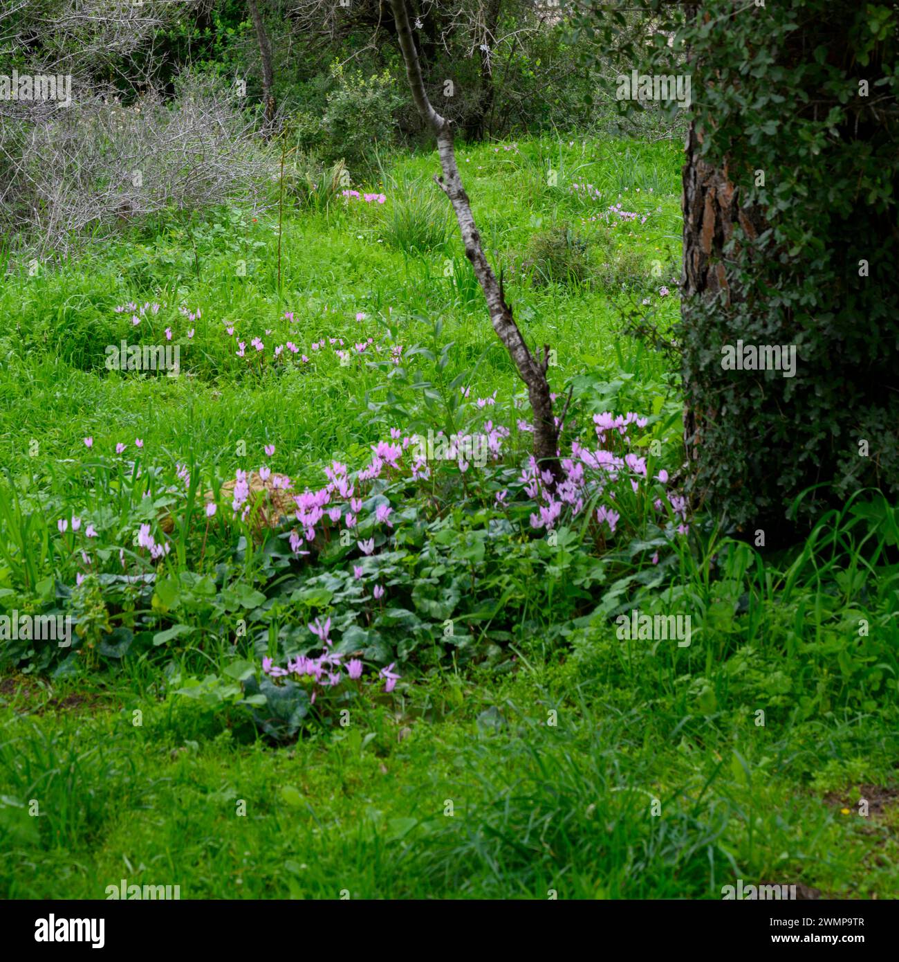 Flowering spring meadow, in a pine tree forest with lush green foliage and an assortment of wildflowers Photographed in the Jerusalem Hills Stock Photo