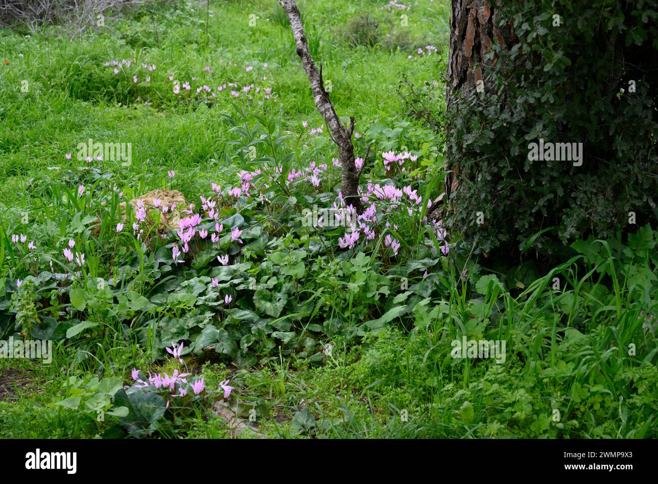 Flowering spring meadow, in a pine tree forest with lush green foliage and an assortment of wildflowers Photographed in the Jerusalem Hills Stock Photo