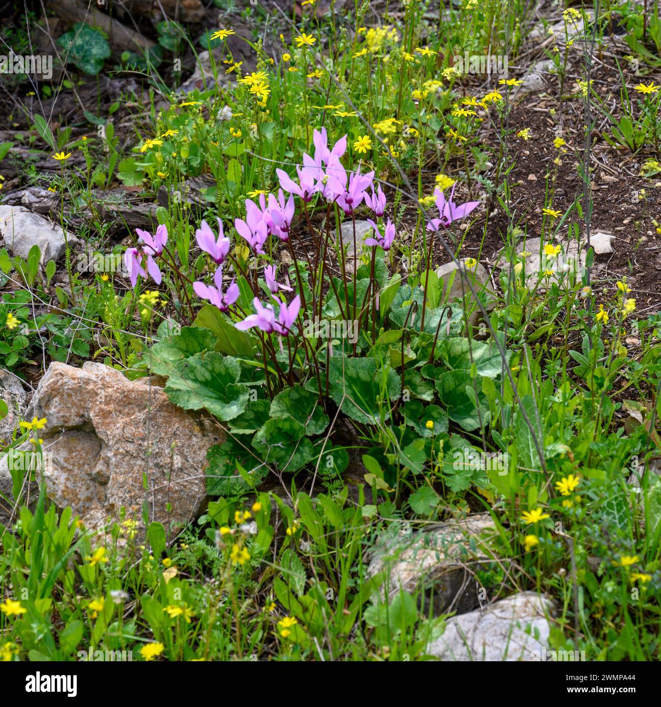 A cluster of Flowering Persian Violets (Cyclamen persicum). الراعي, Photographed in the pine tree forest in Israel Stock Photo
